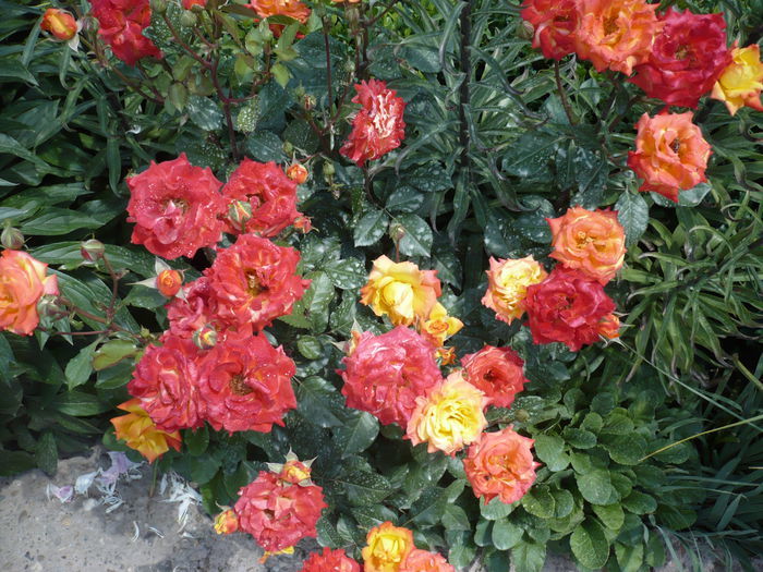 103526715 - floribunda rumba