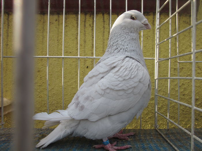 IMG_2792[1] - Voiajori standard argintii