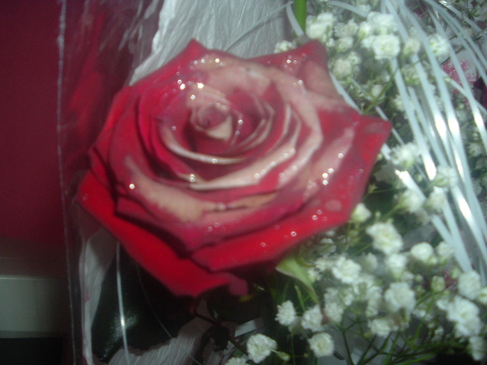 DSCF2019; Trandafiri
