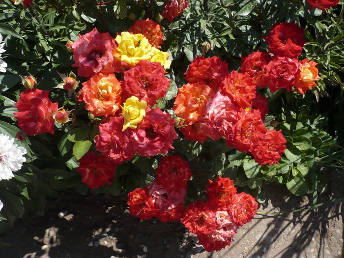 103526835 - floribunda rumba