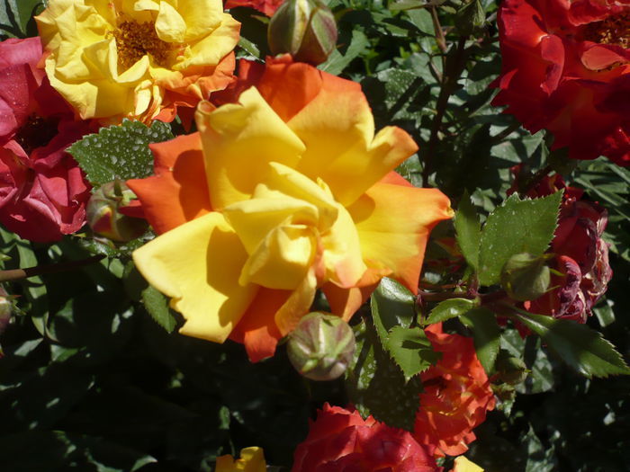 103526841 - floribunda rumba