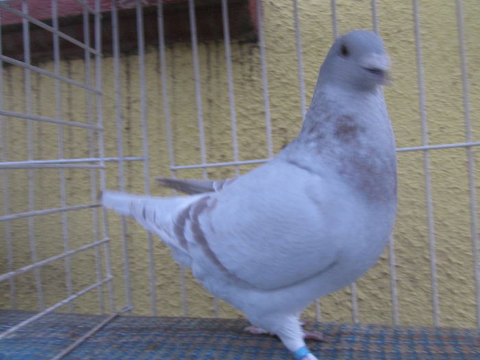 IMG_2797[1] - Voiajori standard argintii