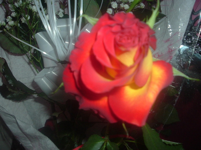 DSCF2020; Trandafiri
