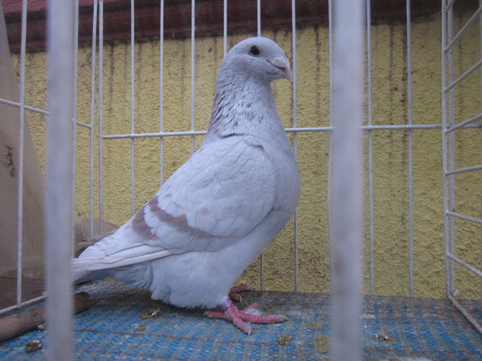 IMG_2793[1] - Voiajori standard argintii