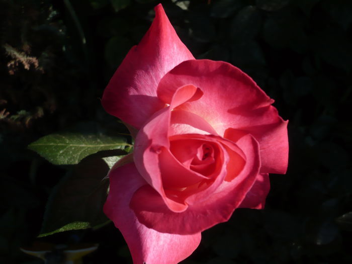 103526490 - th rose gaujard