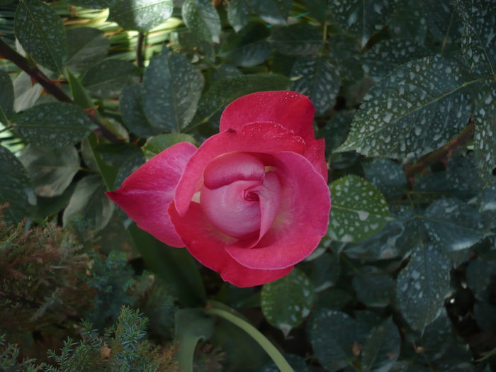 103526698 - th rose gaujard