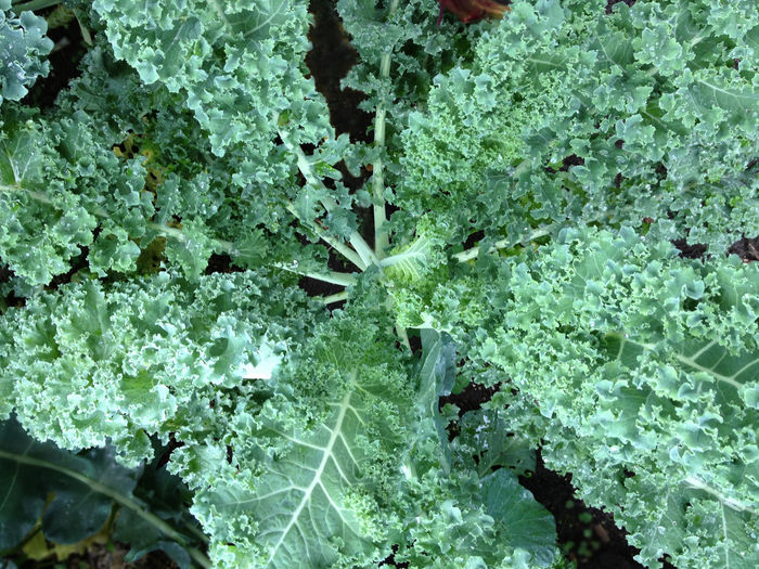 Seminte Varza KALE - Vates blue curled - VANDUT - 2016 Seminte LEGUME DEOSEBITE de VANZARE