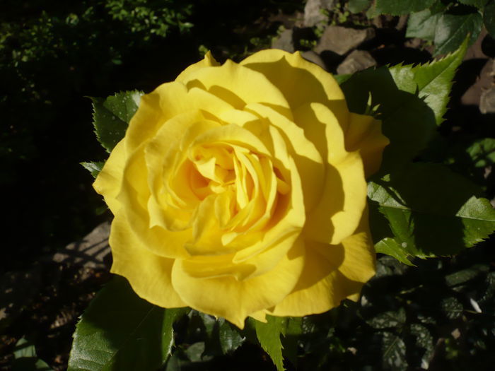 103527124 - floribunda frieesia