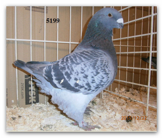 MASC 5199 H 200 REZ florinpuiu