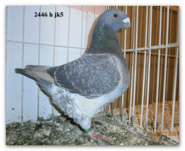 2013 MASC  2446H 200 Rez florinpuiu