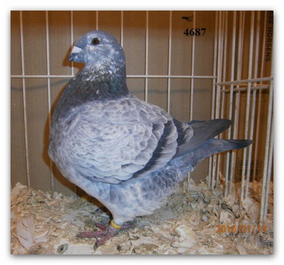 2015 FEM 4687 H 150 REZ