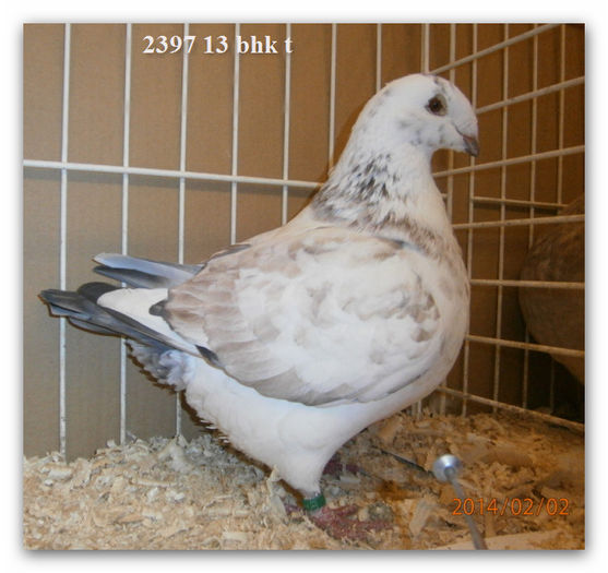 2013FEM  2397 H 200 Rezervat