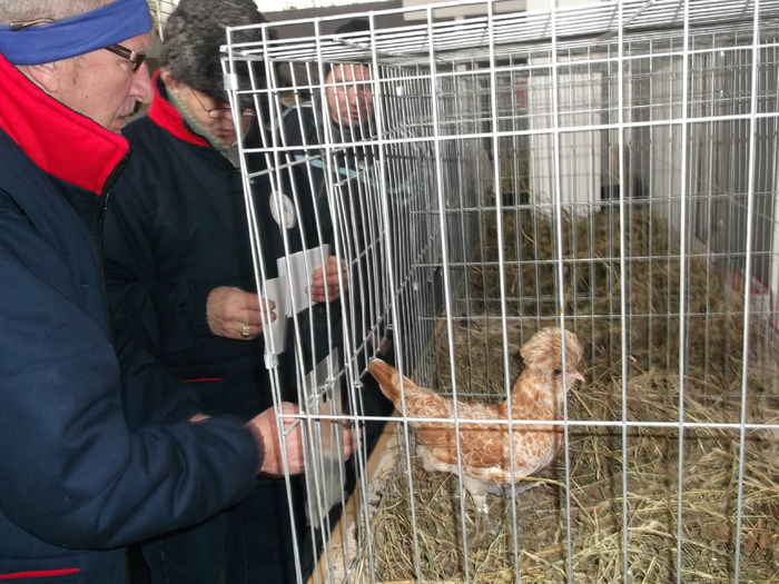 flori 606 - EXPOZITIA INTERJUDETEANA DE PORUMBEI 2016 BISTRITA