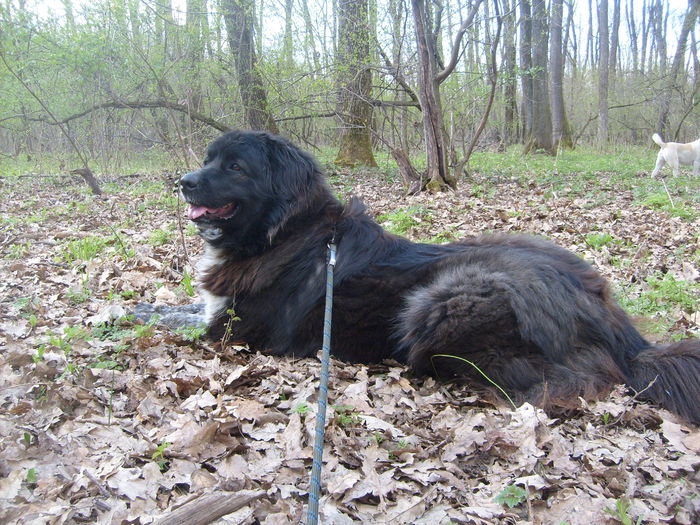 Amura in tinerete