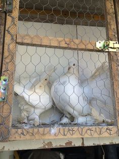 image - Voltati indieni