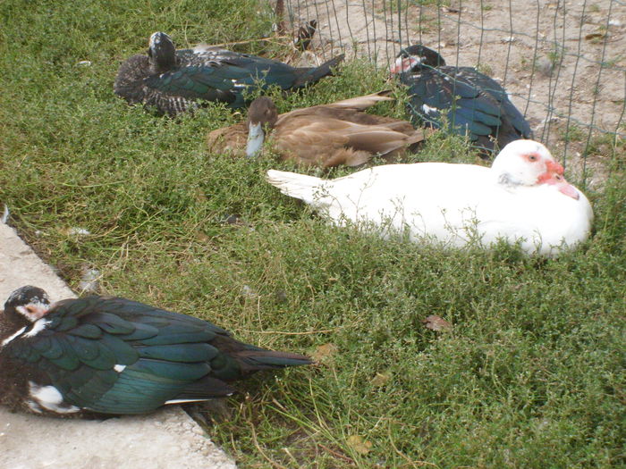 campbell si lesesti in 2010