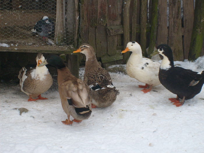 ratoi campbell si rate comune