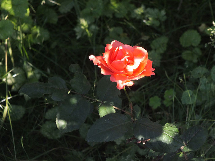07.06.2015e - Trandafir necunoscut 6 urcator 2015