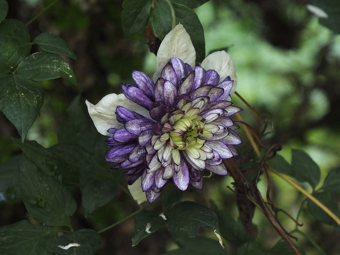 Clematis Florida Viennetta - 2015 - My messy garden