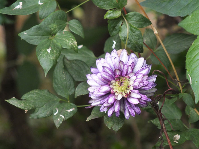 Clematis Viennetta la scuturare ramane pomponul din mijloc - 2015 - My messy garden