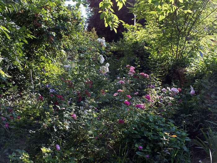 gradina in 07.06.2015a