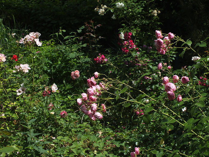 gradina in 15.06.2015
