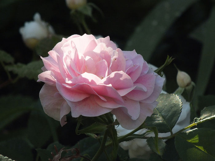 trandafir Kir Royal - 2015 - My messy garden