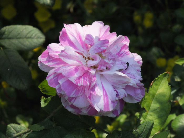 trandafir Oeillet Parfait - 2015 - My messy garden