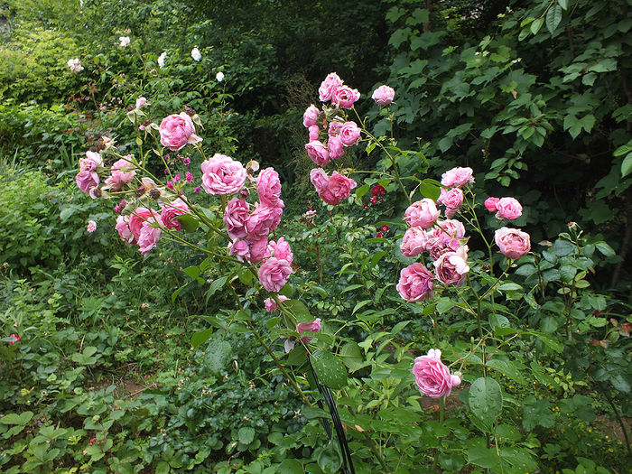 trandafir Pomponela - 2015 - My messy garden