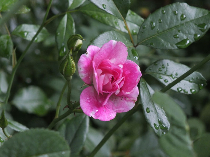 trandafir Regensberg - 2015 - My messy garden