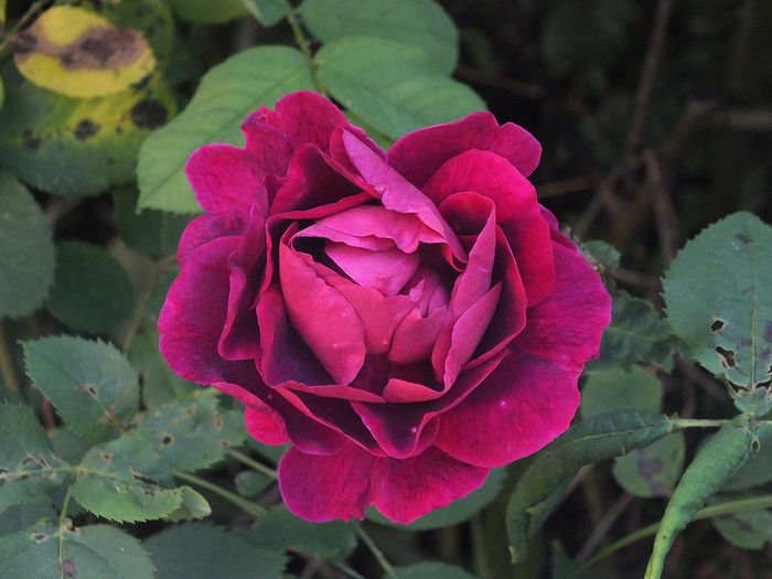 trandafir dulceata- necunoscut nr. 1 - 2015 - My messy garden