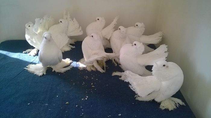 WP_20160120_11_57_17_Pro