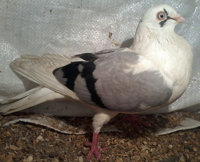 mascul