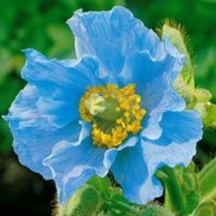 meconopsis betonicifolia