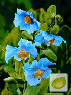 Meconopsis betonicifolia