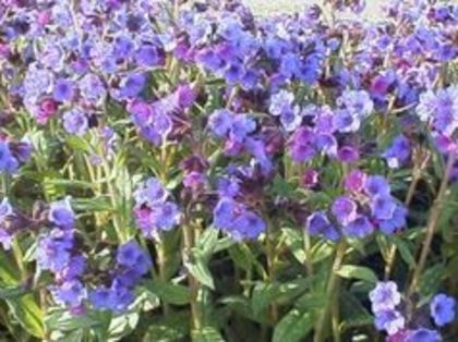 Pulmonaria EB Anderson - e Comanda plante noi achizitii 2016
