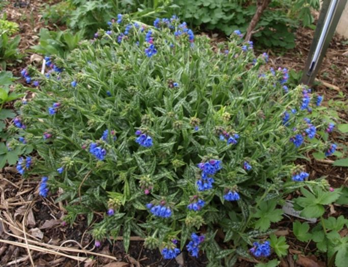 sophi - e Comanda plante noi achizitii 2016