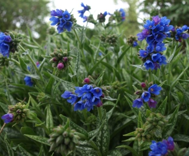 Pulmonaria EB Anderson - e Comanda plante noi achizitii 2016
