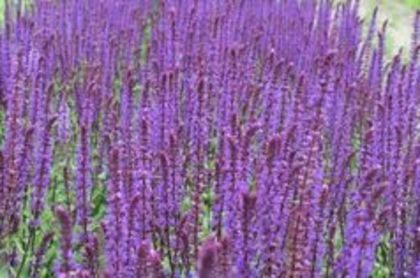 Salvia nemeosa Caradonna - e Comanda plante noi achizitii 2016