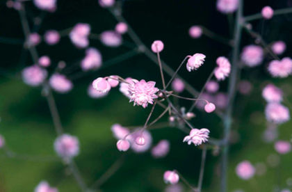 Thalictrum delavayi Hewitts Double; semiumbra, lila-mov, 1,2-1,7 m, iun-sept
(clematite)
