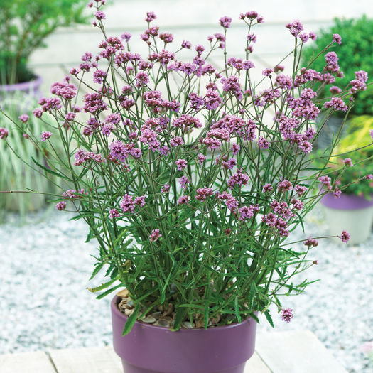 Verbena bonariensis Lollipop - e Comanda plante noi achizitii 2016