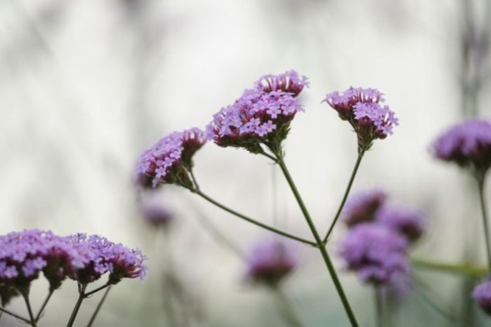 Verbena bonariensis Lollipop; (clematite)
