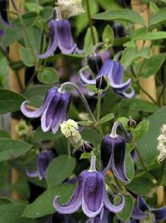 ach-clematis fascination