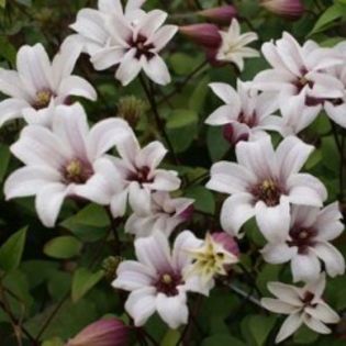 ach-clematis-princess-kate