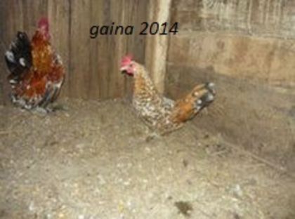 104603639_CTQNWTJ - gainile mele pitice la gramada