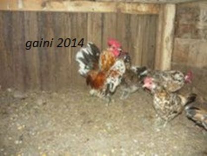 104603648_JGXSPVU3 - gainile mele pitice la gramada