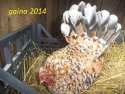 104603663_RIDRNSN - gainile mele pitice la gramada