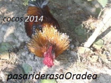 104782274_WBRWMDO3 - gainile mele pitice la gramada
