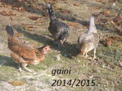 104782311_BBJBWIL3 - gainile mele pitice la gramada