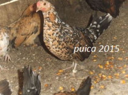 104782384_VHVCTPU3 - gainile mele pitice la gramada
